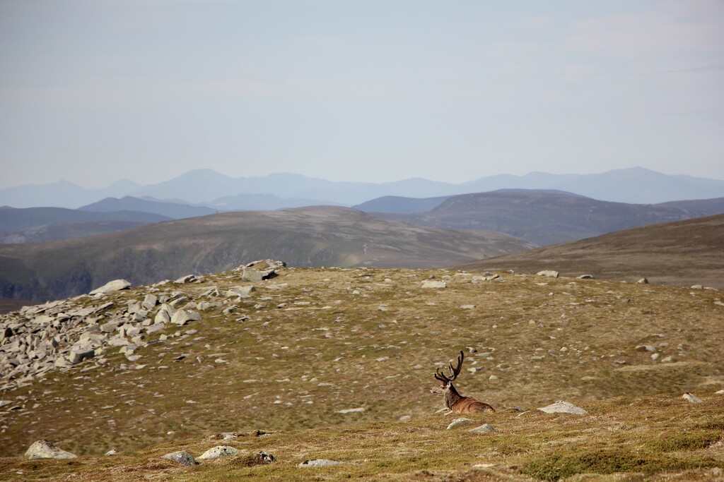 Lone Red Stag on Lochnagar by jamibann