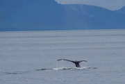 21st Jun 2022 - 172-365 whale tail