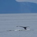 172-365 whale tail