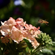 22nd Jun 2022 - Busy Hover fly