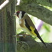IMG_5176 A Goldfinch