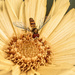 Bug and Bloom #2