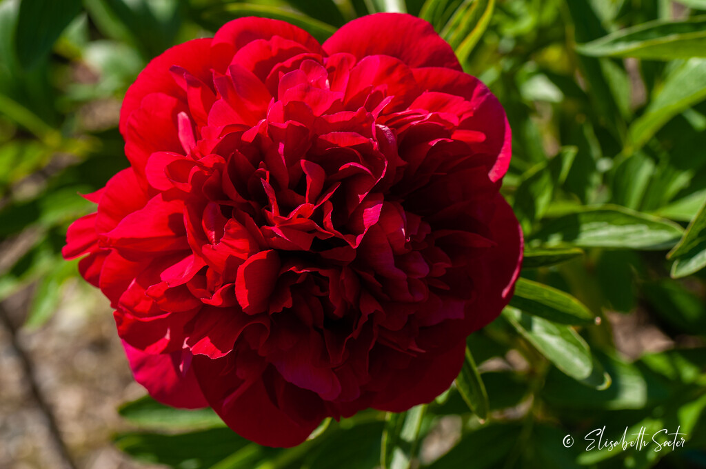 Peony by elisasaeter