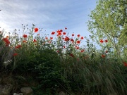 20th Jun 2022 - Poppies in Provence