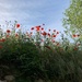 Poppies in Provence by swagman