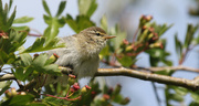 22nd Jun 2022 - Willow Warbler Fledgling