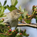 Willow Warbler Fledgling by lifeat60degrees