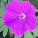 Geranium Flower 