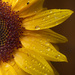 22nd June -  Sunflower