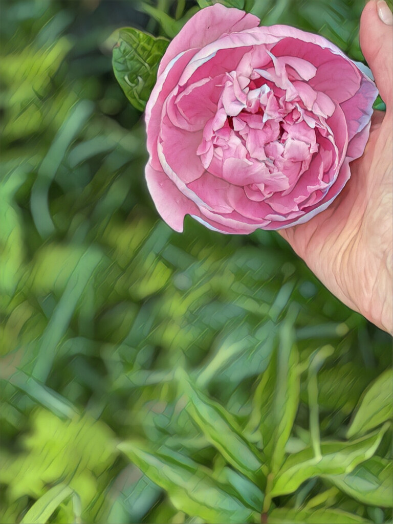 Pink Peony  by radiogirl