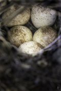 21st Jun 2022 - Wren Eggs