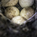 Wren Eggs