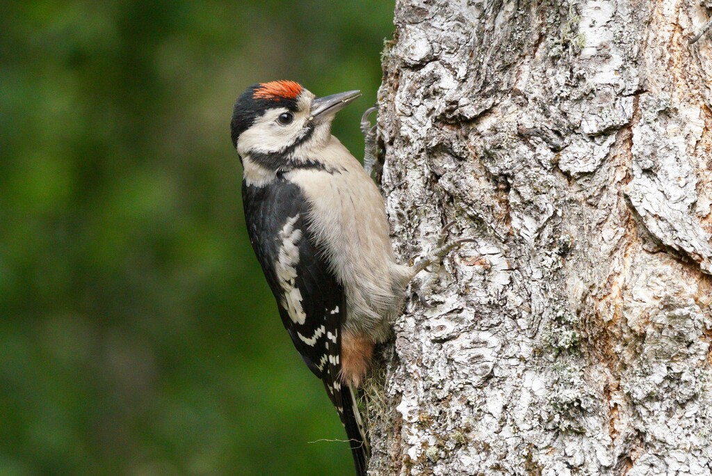 YOUNG WOODPECKER by markp