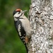 YOUNG WOODPECKER