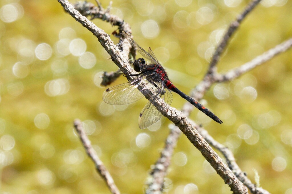WHITE FACED DARTER by markp