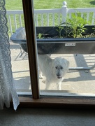 22nd Jun 2022 - IJ really wants to be inside.  It's hot out there!