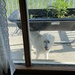 IJ really wants to be inside.  It's hot out there!