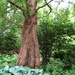 Wonderful tree  by beryl