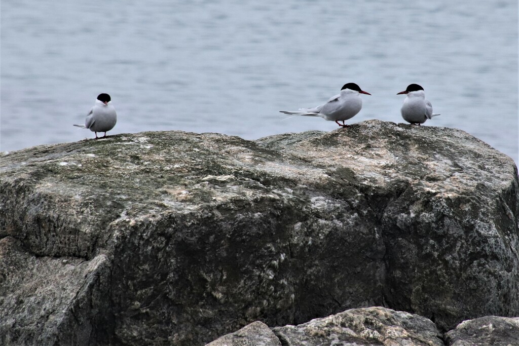 Odd one out? Arctic Terns. by 365jgh