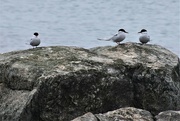 16th Jun 2022 - Odd one out? Arctic Terns.