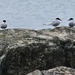 Odd one out? Arctic Terns. by 365jgh