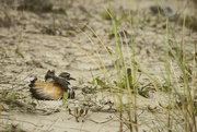 22nd Jun 2022 - Killdeer Distracting Us from Her Nest