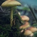 Funghi  on 365 Project