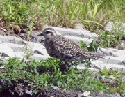 7th Sep 2021 - American Golden Plover