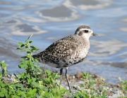 8th Sep 2021 - American Golden Plover