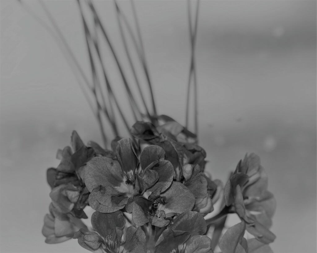 June 21: Geranium Blossoms by daisymiller