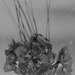 June 21: Geranium Blossoms by daisymiller