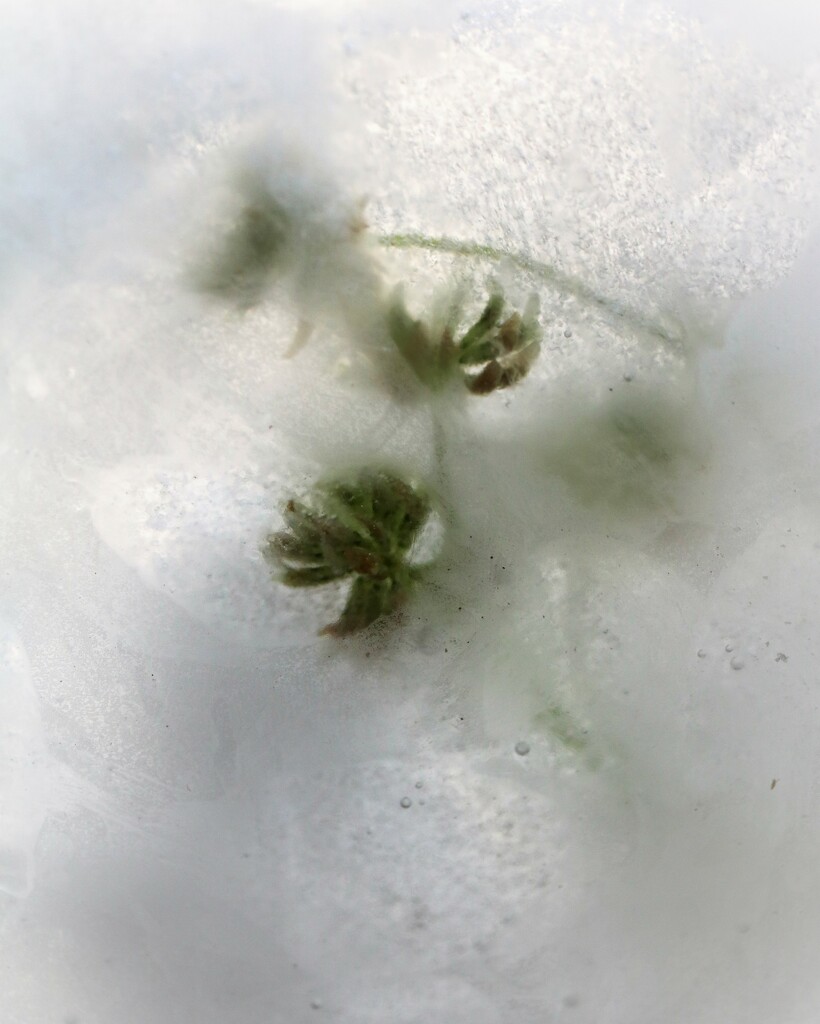 June 21: Frozen Clover Flowers by daisymiller