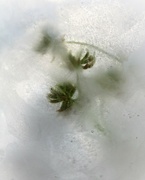 21st Jun 2022 - June 21: Frozen Clover Flowers