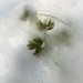 June 21: Frozen Clover Flowers