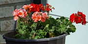 22nd Jun 2022 - Flowers on the porch Geraniums.