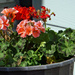 Flowers on the porch Geraniums.