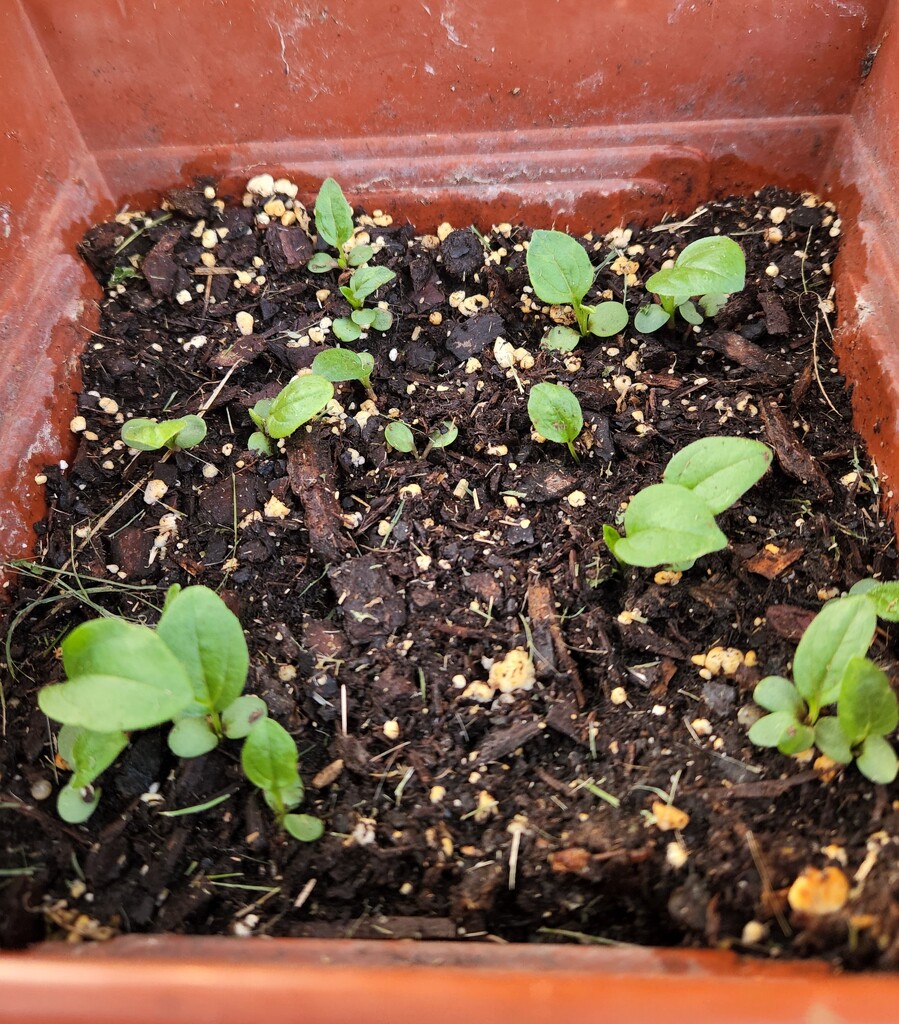 Seedlings by randystreat