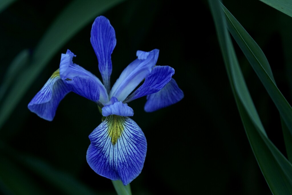 low light iris by amyk