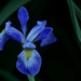 low light iris