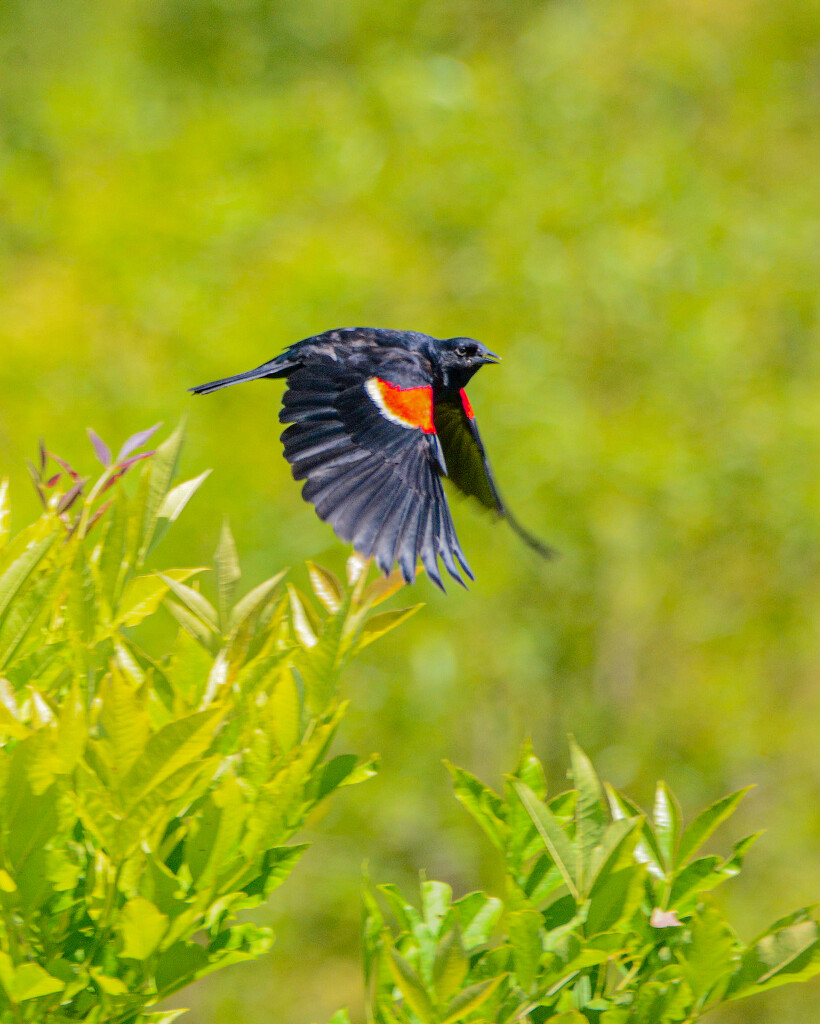 Red-Winged Blackbird  by cwbill