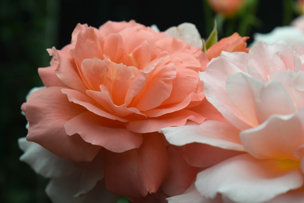 Peachy roses by sandlily