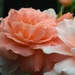Peachy roses