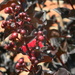Crape Myrtle Berries