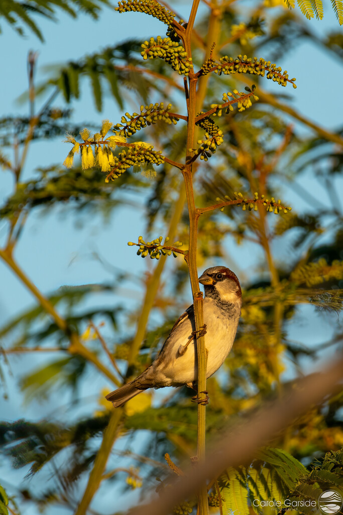 Sparrow by yorkshirekiwi