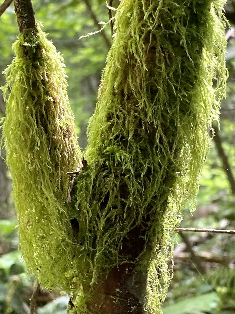 Moss on Tree by clay88