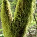Moss on Tree by clay88