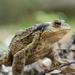 Mrs. Toad by haskar