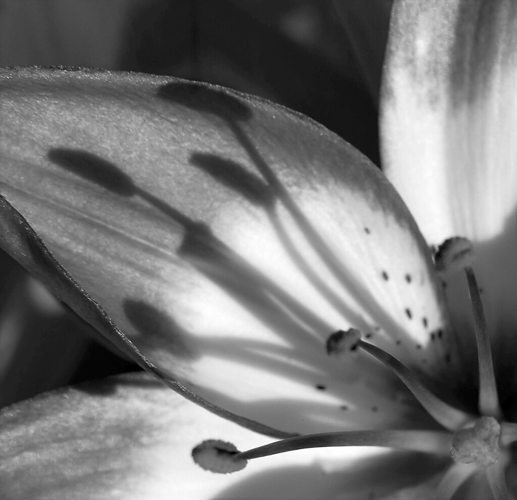 Sunlight casting shadows on my newly emerged lilly flower by anitaw