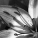 Sunlight casting shadows on my newly emerged lilly flower by anitaw