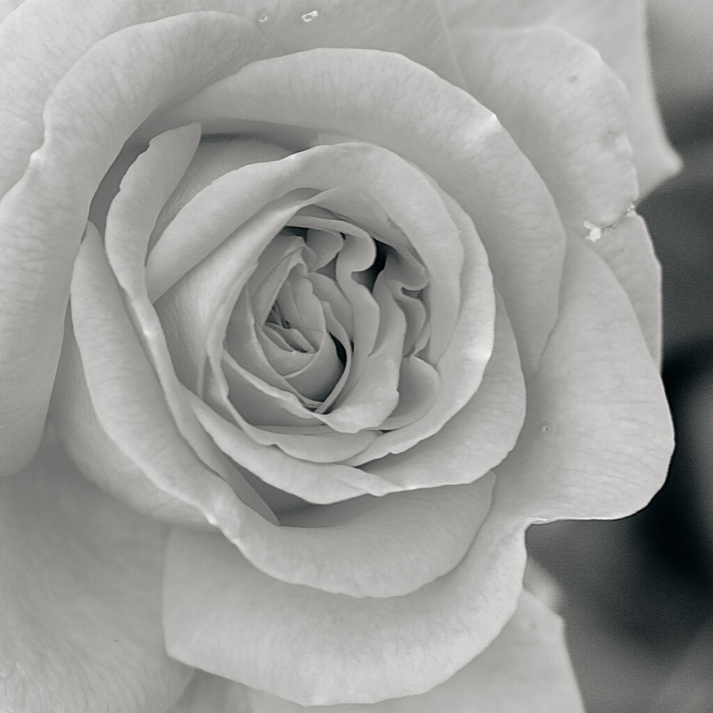 rose by kametty